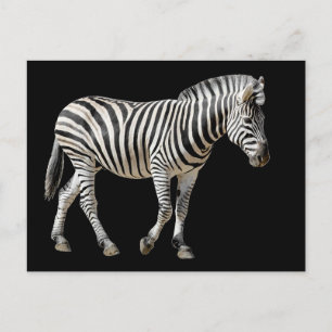 Carte Postale Burchell Zebra isolé