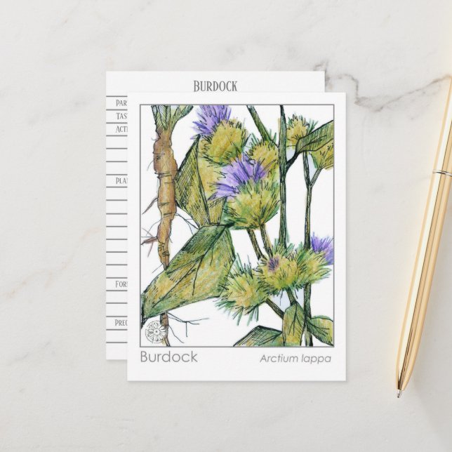 Carte Postale Burdock Materia Medica Herbal Plante Study Card (Devant/Arrière en situation)