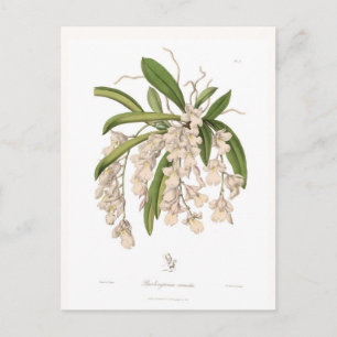 Carte Postale Burlingtonia venusta