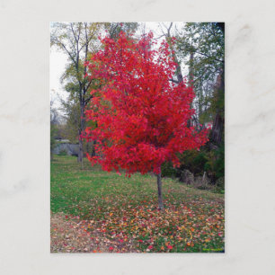 Carte Postale Burning Bush Postcard