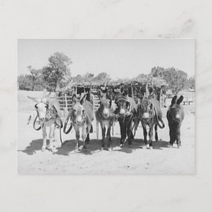 Carte Postale Burros