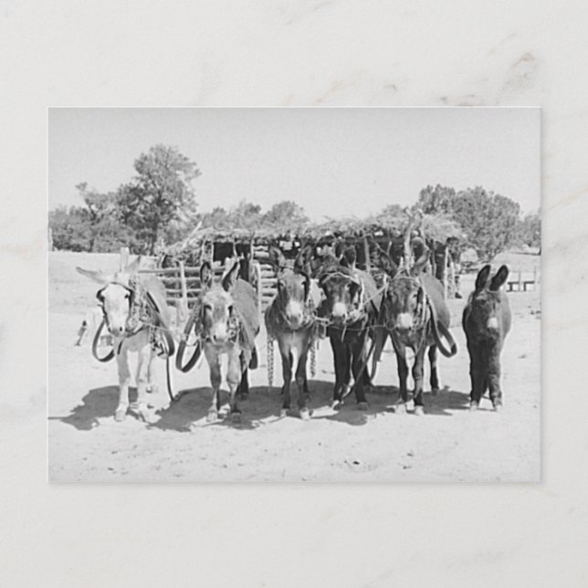 Carte Postale Burros (Devant)
