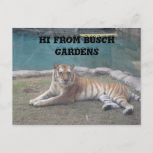 Carte Postale Busch Gardens
