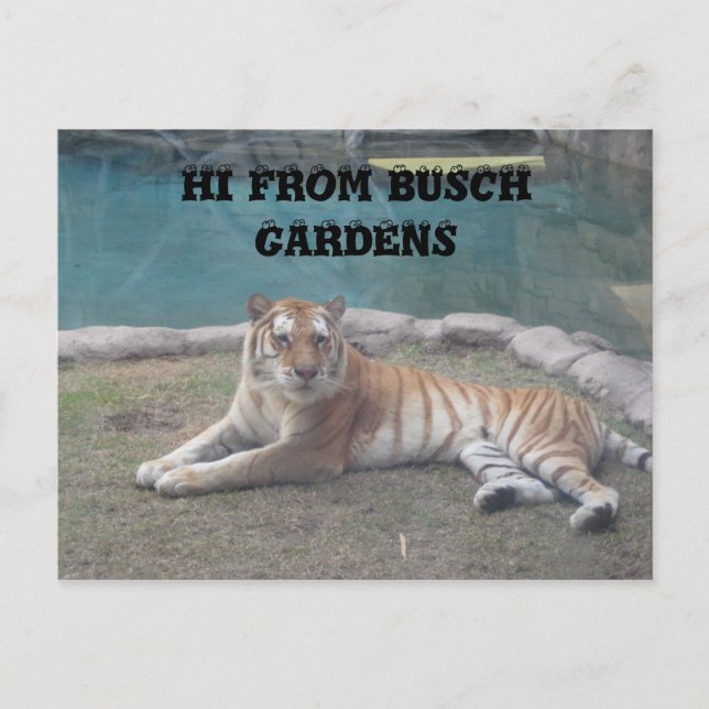 Carte Postale Busch Gardens (Devant)