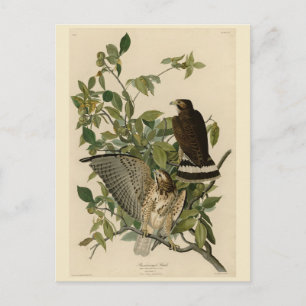 Carte Postale Buse à épaulettes de Les Oiseaux d'Amérique d'Audu