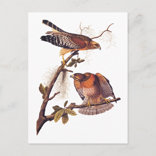Carte Postale Buse à épaulettes roux Audubon Oiseau de proie (Devant)