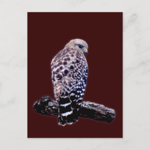 Carte Postale Buse à queue courte