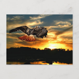 Carte Postale Buse à queue rouge