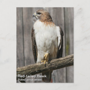 Carte Postale Buse à queue rouge