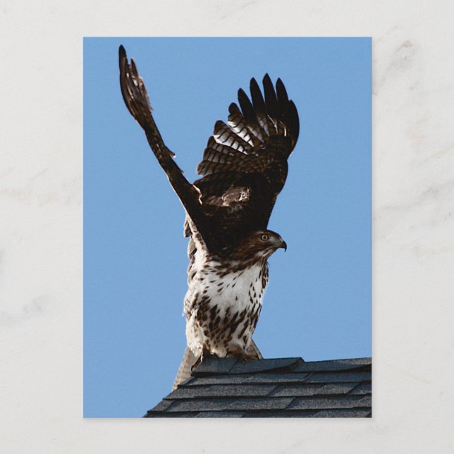 Carte Postale Buse à queue rouge - Ailes élevées Photo de la fau (Devant)