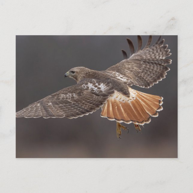 Carte Postale Buse à queue rouge dans la vallée de l'Hudson (Devant)