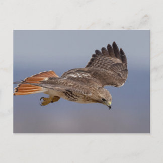 Carte Postale Buse à queue rouge dans la vallée de l'Hudson