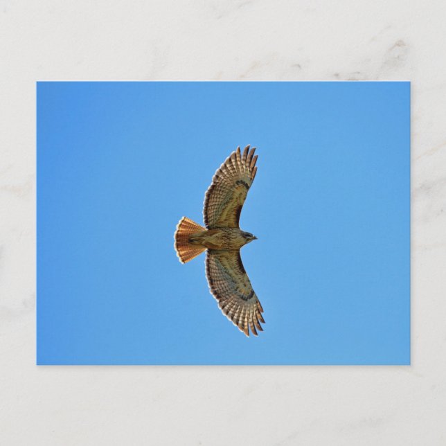 Carte Postale Buse à queue rouge en vol (Devant)
