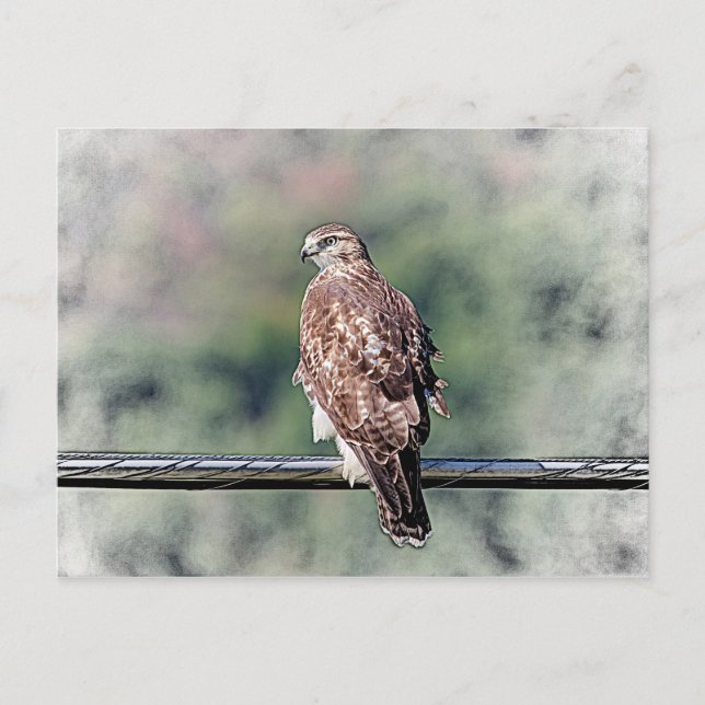 Carte Postale Buse à queue rouge immature (Devant)