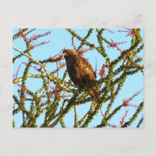 Carte Postale Buse à queue rousse immature dans un buisson d'oco