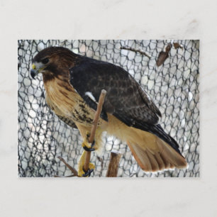 Carte Postale Buse de la queue rouge