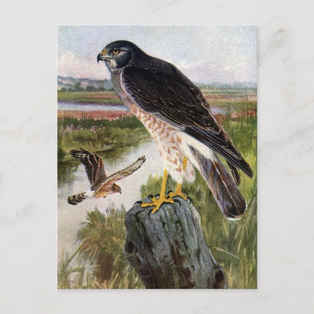 Carte Postale Buse des marais (Devant)