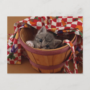 Carte Postale Bushel de Kitty