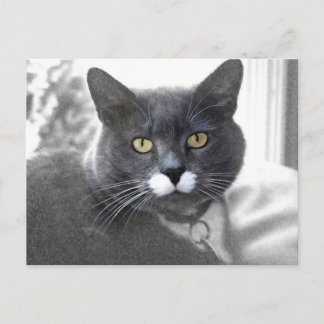 Carte postale Buster