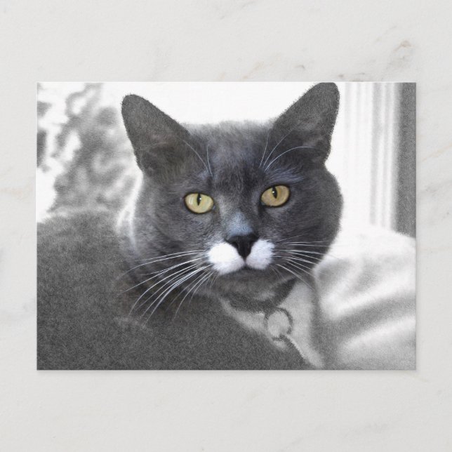 Carte postale Buster (Devant)