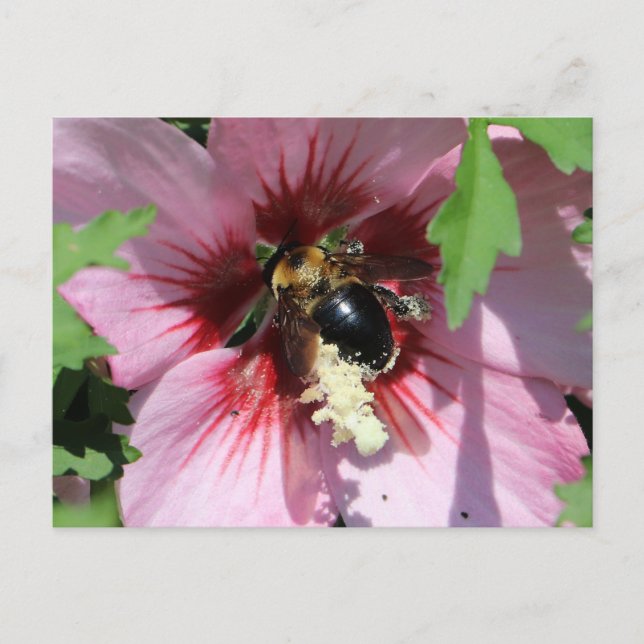 Carte Postale Busy Be Collection Pollen in a Hibiscus  (Devant)