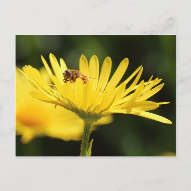 Carte Postale Busy Bee (Devant)