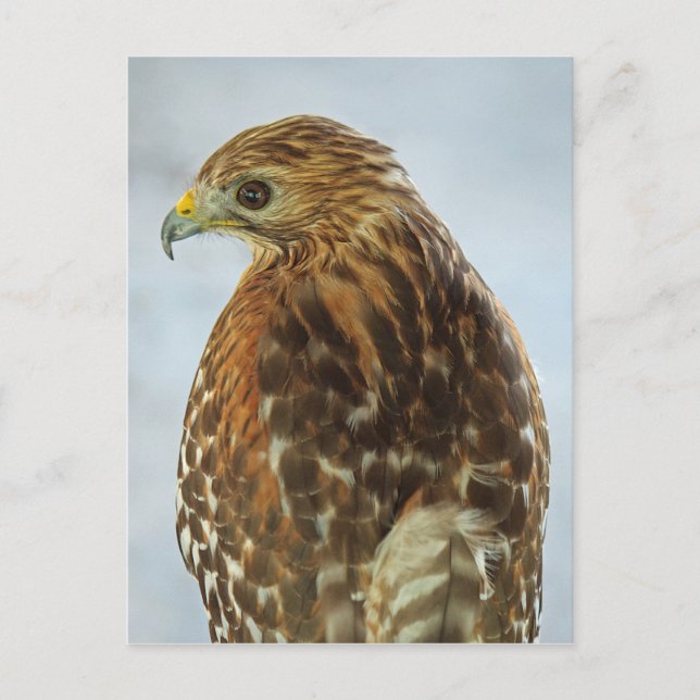 Carte postale Buteo lineatus (Devant)