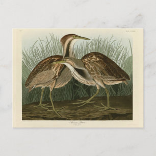 Carte Postale Butor d'Amérique - extrait de Birds of America d'A