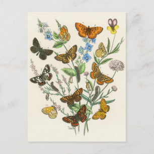 Carte Postale Butterflies and Flowers Vintage Illustration 1