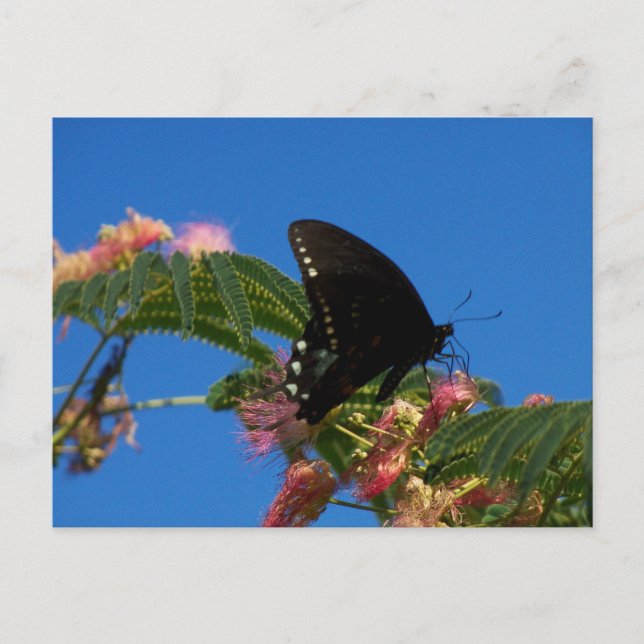 Carte Postale Butterflies Magnifique paysage (Devant)