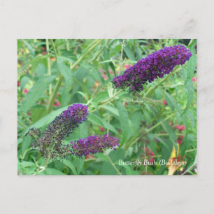 Carte Postale Butterfly Bush Bouddleja Davidii Floral