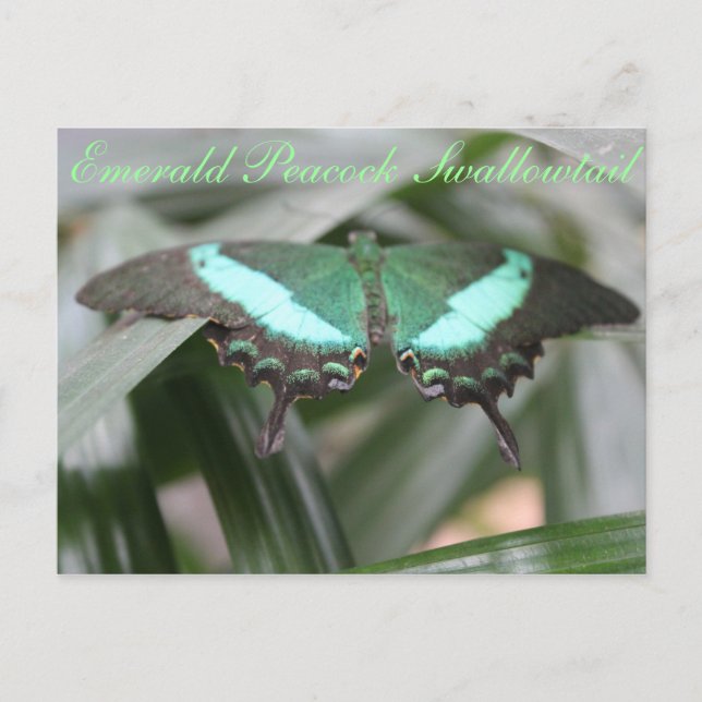Carte Postale Butterfly Emerald Peacock Swallowtail # 5 (Devant)