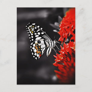 Carte Postale Butterfly on Red Flowers