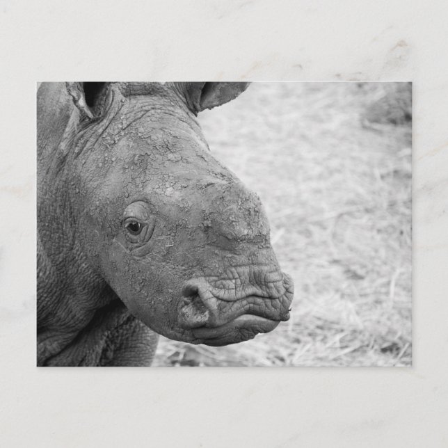 Carte postale BW Baby Rhino (Devant)