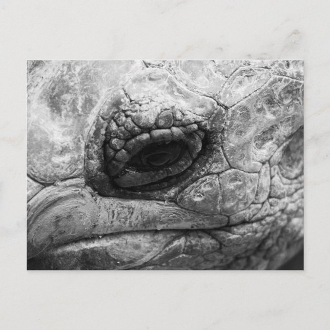Carte Postale BW Tortoise (Devant)