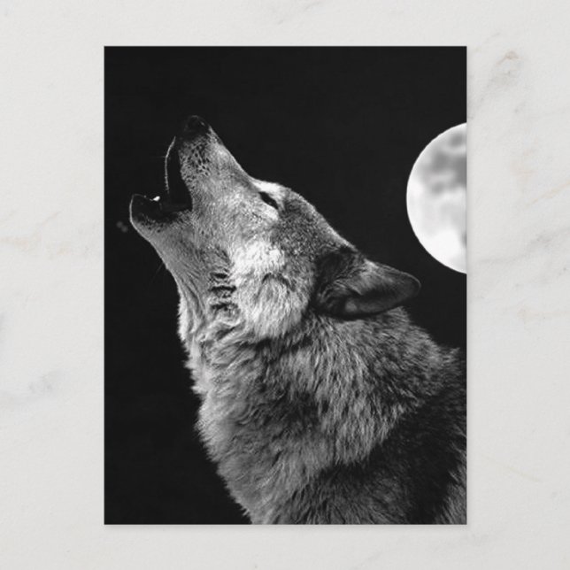 Carte Postale BW Wolf Howling at Moon (Devant)