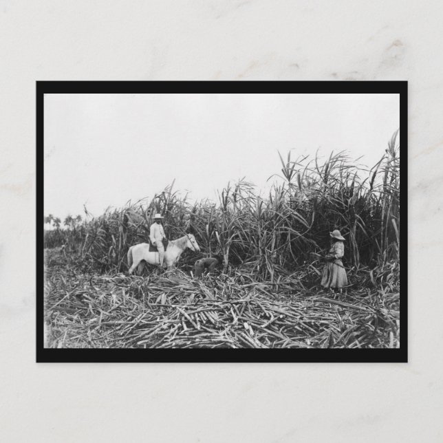 Carte Postale c1904 Cutting Cane on a Cuban Sugar Plantation (Devant)