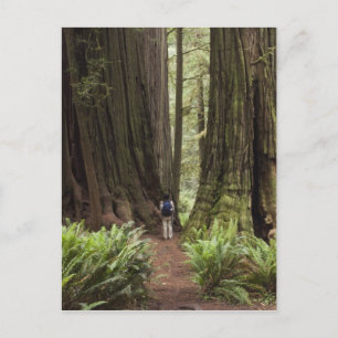 Carte Postale CA, parc d'État de Redwoods Jedediah Smith,