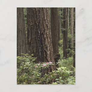 Carte Postale CA, Prairie Creek State Park, Côte