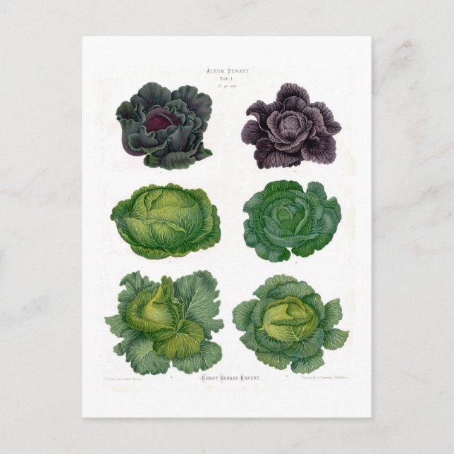 Carte Postale Cabages (Devant)