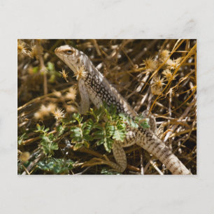 Carte Postale Cabo Lizzard 2