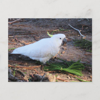 Carte Postale Cacatoès à huppe jaune Faune australienne Oiseau