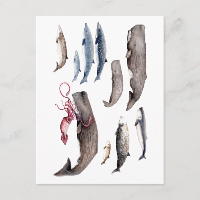 Carte Postale Cachalote y zifios : Ballenas de las profundidades (Devant)