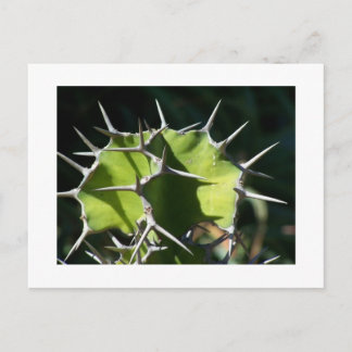 Carte Postale Cactus