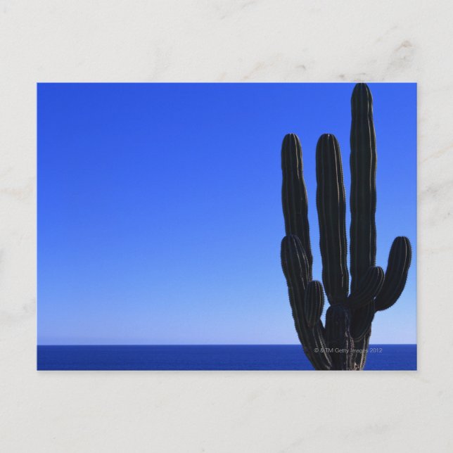 Carte Postale Cactus (Devant)