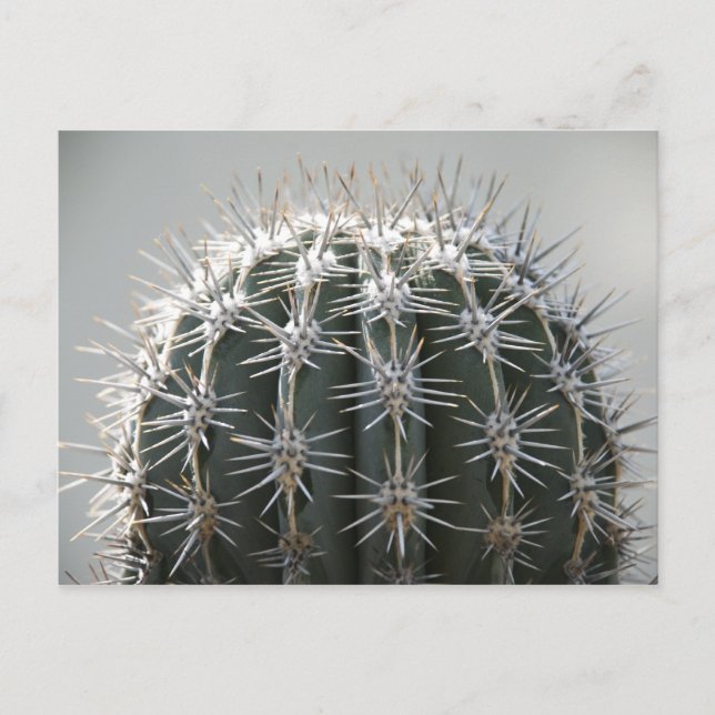 Carte Postale Cactus (Devant)