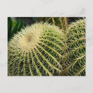 Carte postale Cactus