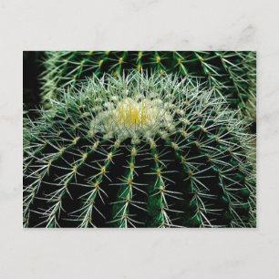 Carte Postale Cactus
