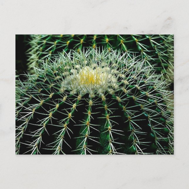 Carte Postale Cactus (Devant)
