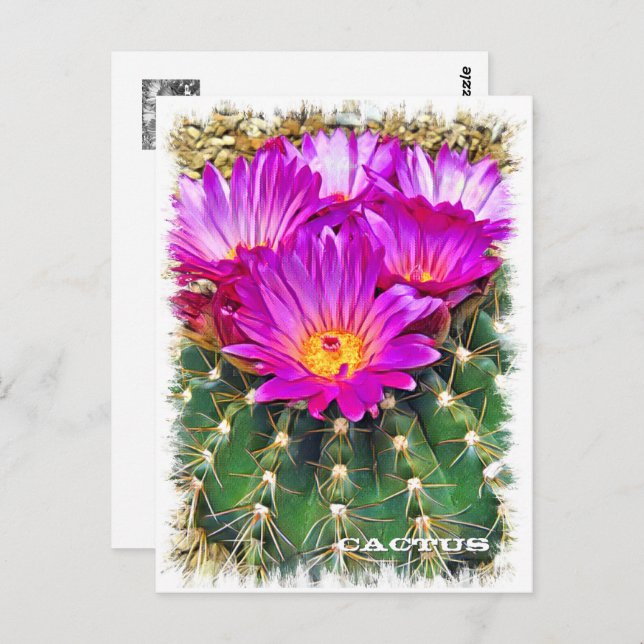 Carte Postale Cactus ポストカード (Devant / Derrière)